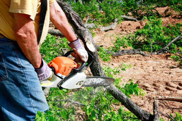 Best Dead Tree Removal  in Savannah, MO